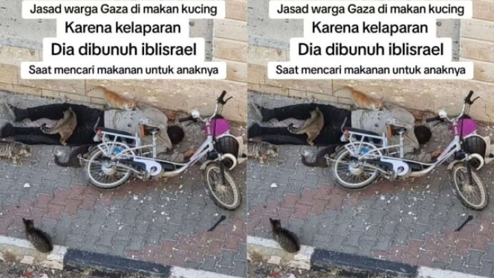 Miris! Jenazah Warga Gaza yang Telat Dikubur, Jadi Makanan Kucing dan Anjing.