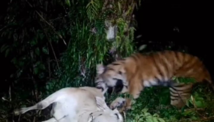 Heboh, Harimau Sumatera Mangsa Seekor Sapi Di Tumang Siak