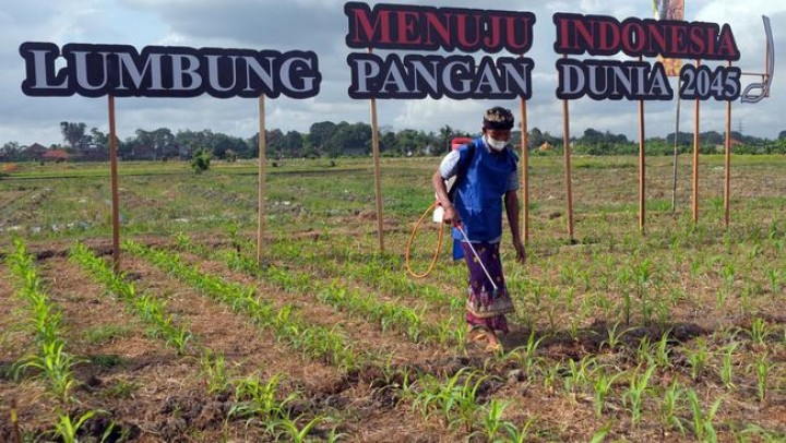 Pemerintah Putuskan Tak Impor Gula-Jagung di 2025, Ternyata Ini Alasannya...