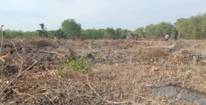 Puluhan Hektare Hutan Mangrove Dibabat Secara Ugal Ugalan, Berikut Tanggapan Hima Persis