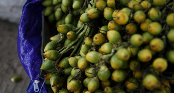 Manfaat dan Bahaya Makan Buah Pinang, Penting Diketahui