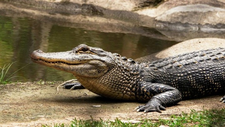 Ngeri! 5 Buaya Lepas Usai Pagar Penangkaran di Batam Rusak