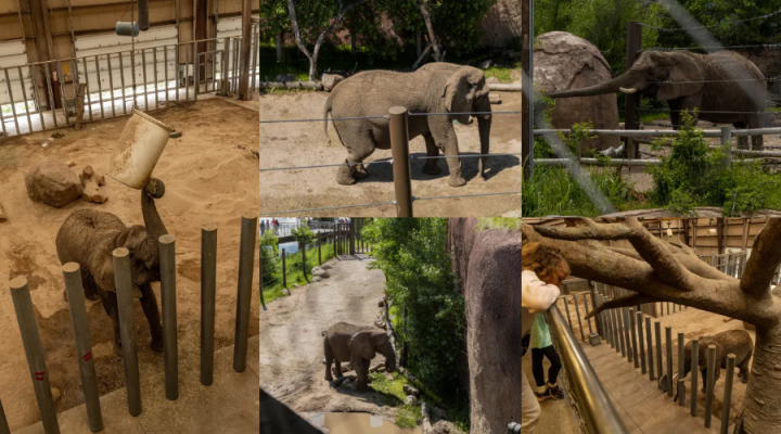 Pengadilan Colorado Menolak Untuk Membebaskan 5 Gajah Dari Penderitaan Seumur Hidup