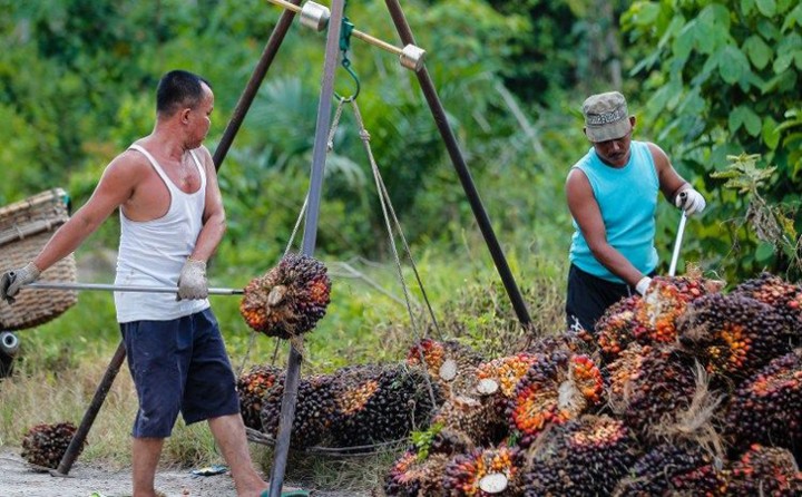 Gegara Aniaya Pengepul Sawit, Polisi di Sumut dan 2 Anaknya Ditangkap.