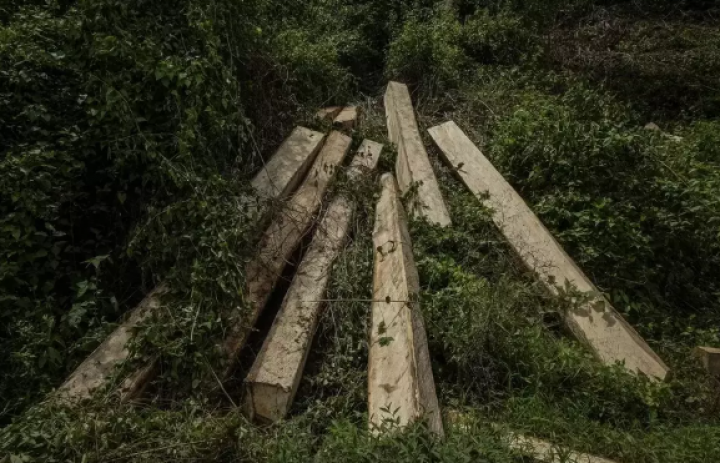 Pemerintah Cabut Izin 18 Perusahaan yang Kuasai Lebih dari Setengah Juta Hektar Lahan Hutan di Indonesia