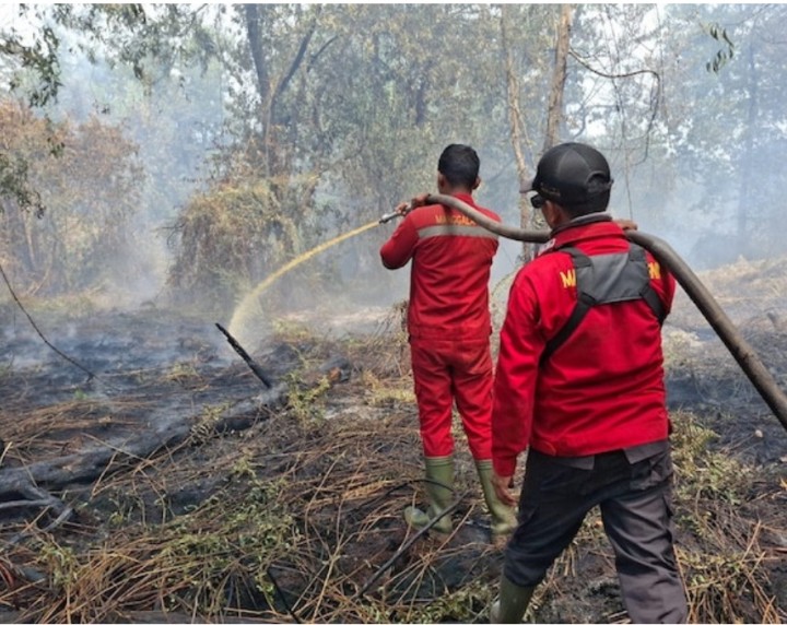 Kebakaran Lahan Gambut di Siak Berhasil Dipadamkan, Petugas Lakukan Pendinginan