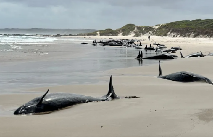 Lebih Dari 150 Paus Pembunuh Terdampar di Pantai Tasmania, Australia