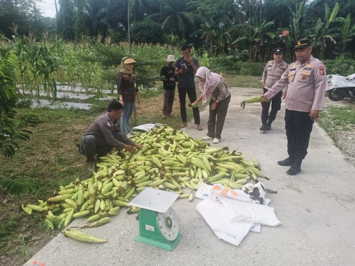 Panen Raya Jagung Serentak Polsek Sabak Auh: Dukungan Nyata untuk Swasembada Pangan 2025