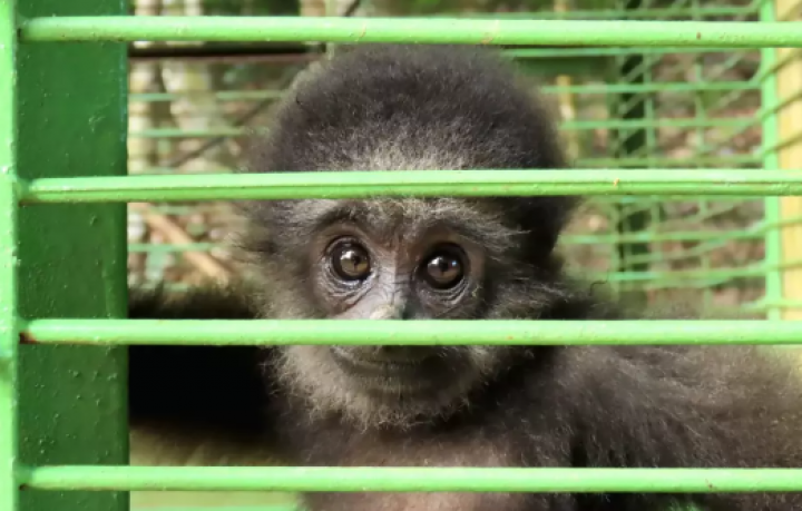 Kalimantan Timur Dirikan Pusat Penyelamatan Satwa Liar untuk Spesies Terancam Punah Selain Orangutan