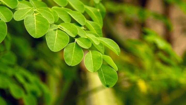 4 Kelompok Orang Ini Sebaiknya Tunda Dulu Konsumsi Daun Kelor, Siapa Saja?