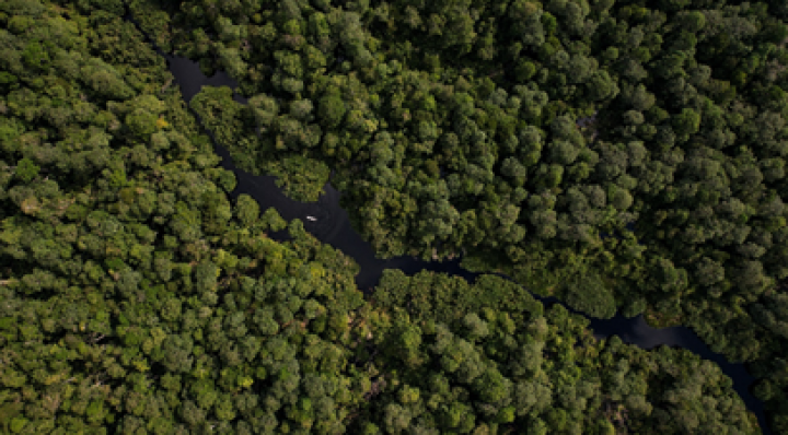 Dari Akar ke Aksi: Kolaborasi Nyata dalam Menjaga Hutan Riau