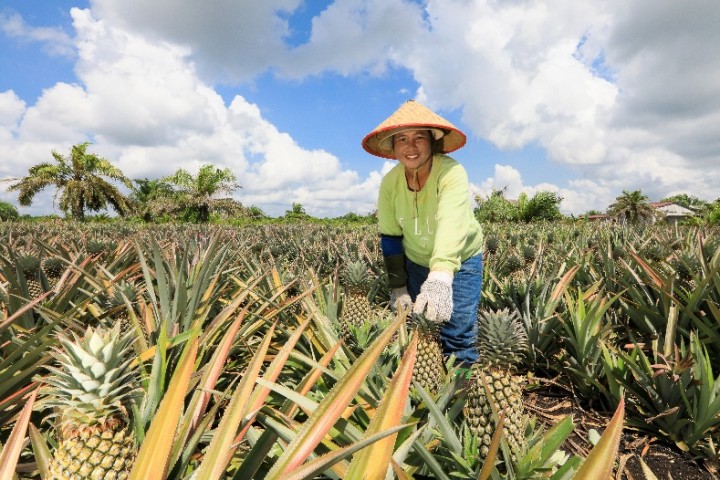Ketika Nanas Tak Sempurna Menjadi Berkah: Jejak Ekonomi Hijau di Kampung Penyengat 