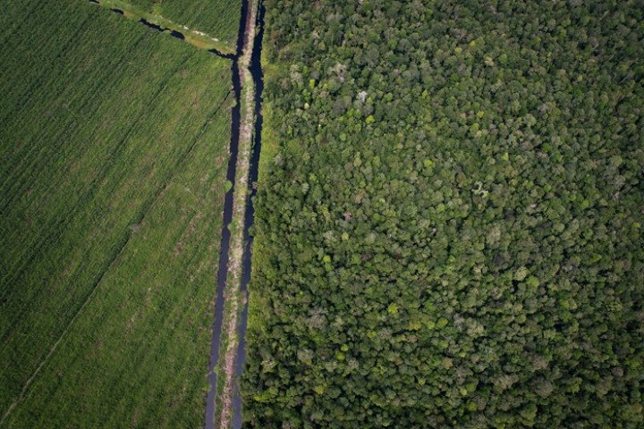 Dari Hutan Jadi Harapan: Upaya RAPP dan Rumah Madu Andalan Angkat Potensi Madu Sialang