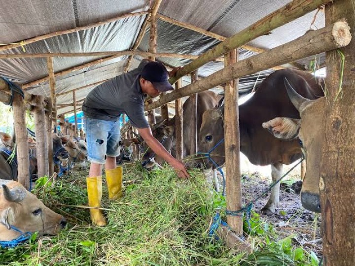 Pemprov Riau Tingkatkan Pengawasan Kesehatan Hewan Kurban Jelang Iduladha