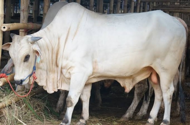 Riau Dapat 13 Sapi Kurban Bantuan Presiden untuk Iduladha 2025 