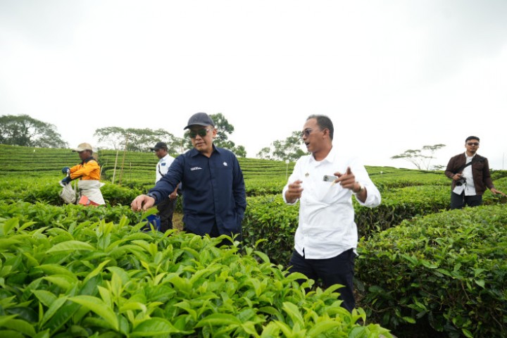 Hari Teh Internasional: Begini Strategi PalmCo PalmCo Kembalikan Kejayaan Komoditas Teh