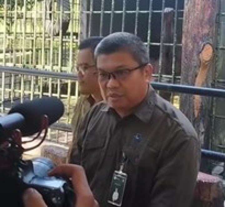 Riau Punya Kabar Bahagia: Bayi Orangutan 'Ade' Telah Lahir