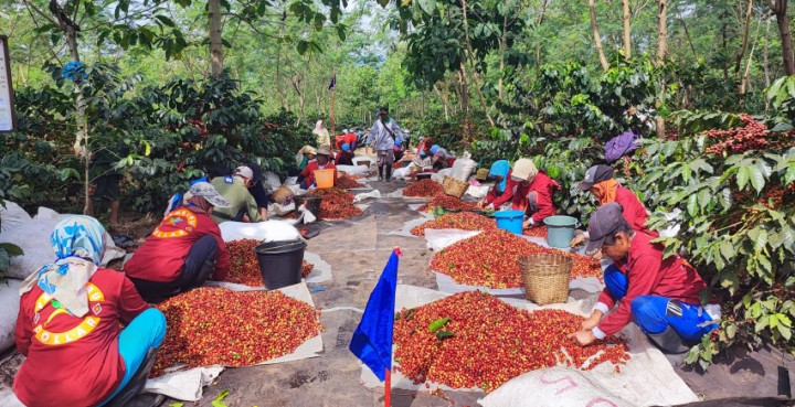 Kopi Arabika PTPN Kian Digemari Masyarakat Dunia
