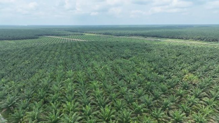 Kebun Tamora PTPN IV Regional III Komitmen Perkuat Kinerja Gemilang