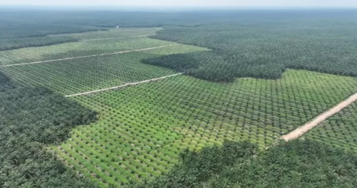 Kebun Tamora PTPN IV Regional III Komitmen Perkuat Kinerja Gemilang