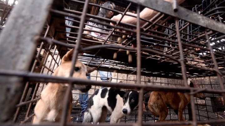 Geger Video Anjing Dikuliti Hidup-hidup, Polisi Didesak Turun Tangan