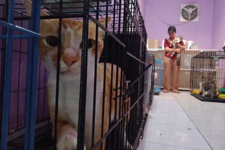 Heboh Ada BPJS untuk Binatang