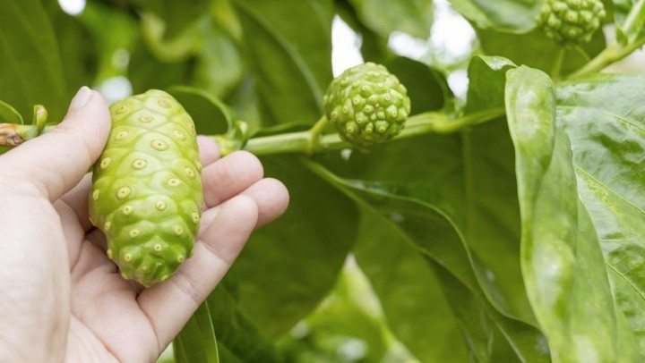 Sederet Penyakit yang Bisa Dicegah dengan Rajin Minum Jus Mengkudu