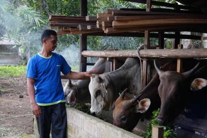Dari Dua Ekor Sapi Jadi Puluhan, Sartijan dan Cerita Sukses Kelompok Ternak Rizki Mandiri