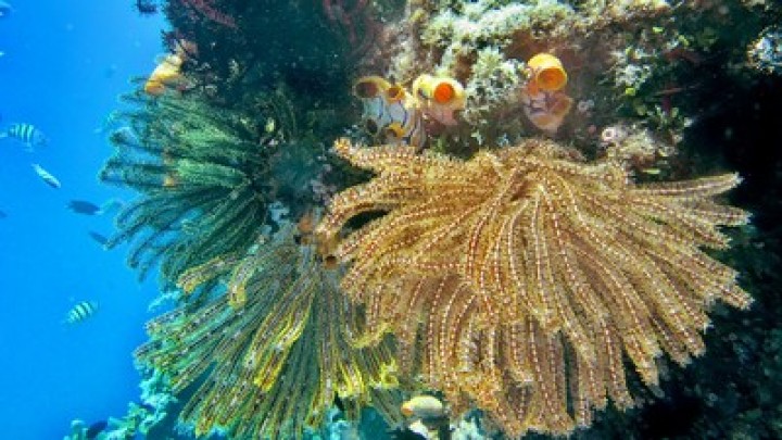 Ekosistem Laut Rusak, Warga Pulau Pari Gugat ke PTUN