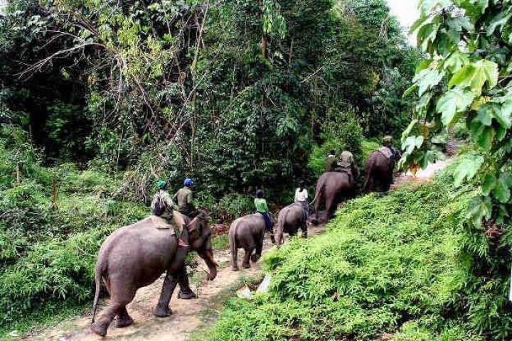 Pemprov Riau Bentuk Satgas TP4 untuk Pulihkan Taman Nasional Tesso Nilo