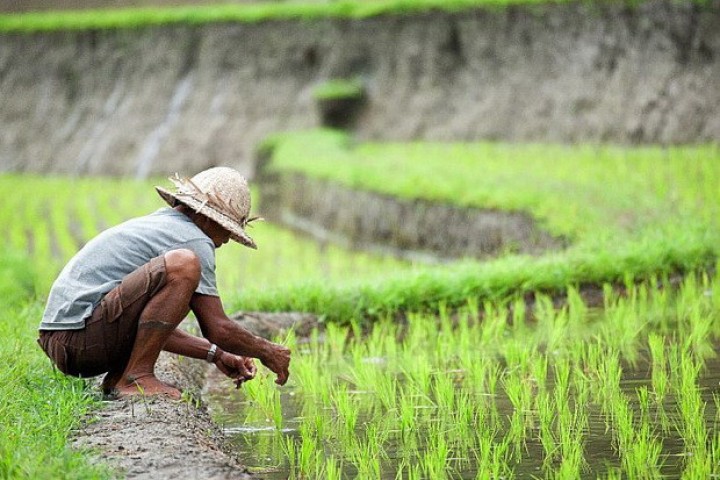 Daerah Diberi Lampu Kuning Soal Alih Fungsi Sawah LP2B