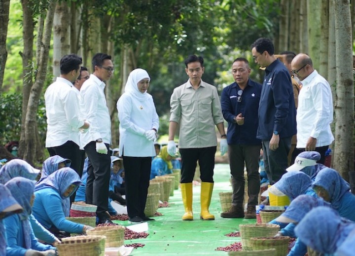 Panen Raya Kopi Ijen PTPN IV: Wapres Gibran Dukung Peningkatan Produktivitas, Hilirisasi dan Branding Kopi Indonesia