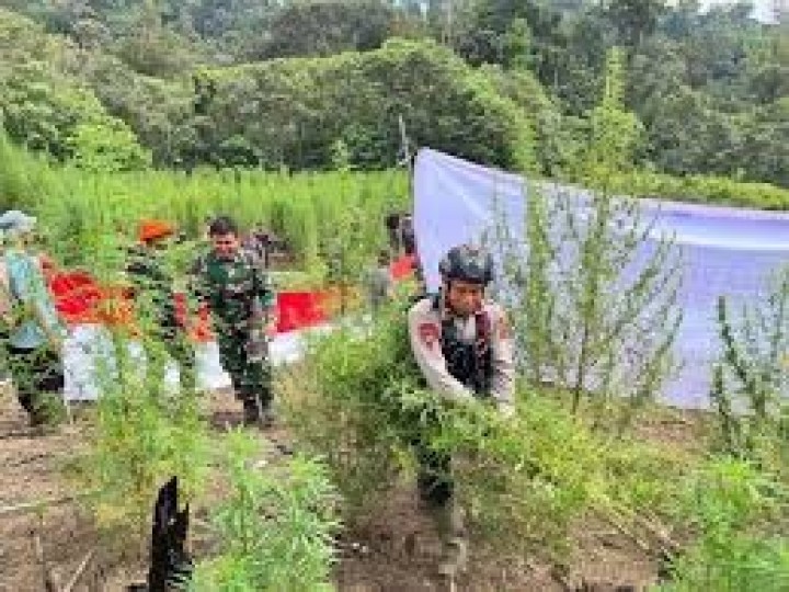 Ladang Ganja Raksasa di Pegunungan Aceh Terbongkar, 960 Ribu Batang Dimusnahkan