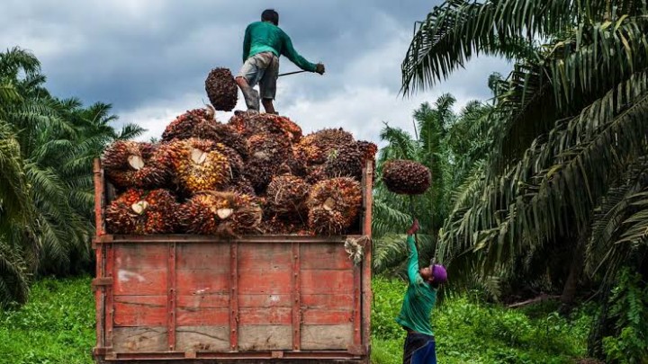 BMKG Pekanbaru Catat Lonjakan Titik Panas, Ancaman Karhutla Meningkat di Sumatera