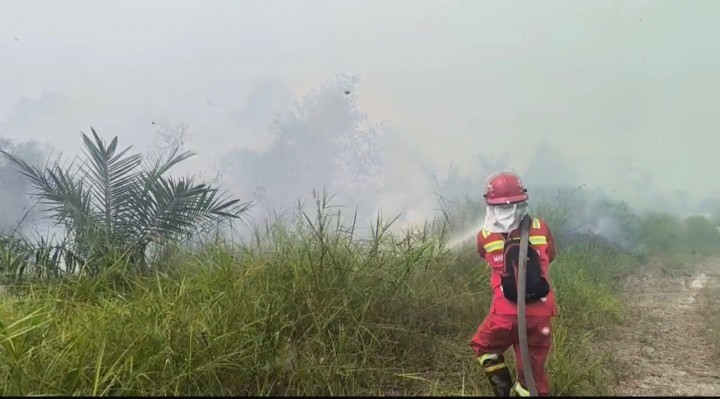 Kebakaran Lahan Gambut Kampar Riau Membara, Asap Tebal Mengepul