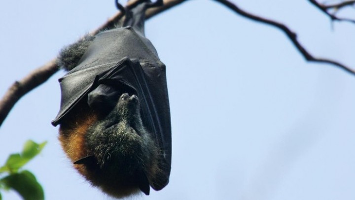 Kasus Langka, Pria Tewas Kena Virus 'Mirip Rabies' gegara Digigit Kelelawar