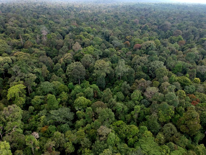 Lahan Tesso Nilo Makin Dikuras, Polda Riau Musnahan Lahan Sawit dan Bangun Kembali Habitat Gajah 