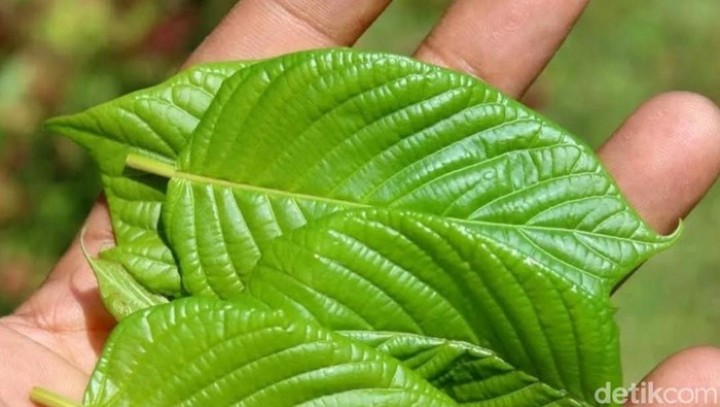 Siswi di Thailand Tewas di Asrama usai Minum 1,5 Liter Jus Kratom