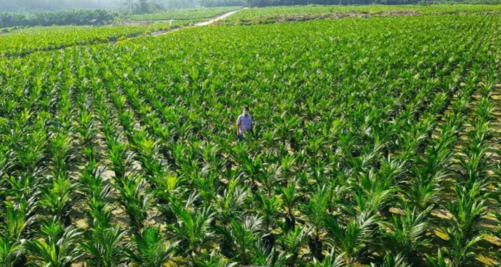 Begini Jurus PTPN Benahi SDM Usai Berbentuk Holding Perkebunan