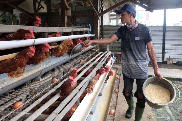 Ketika Peternak dan Petani Lokal Terancam Tarif 0 Persen Produk AS