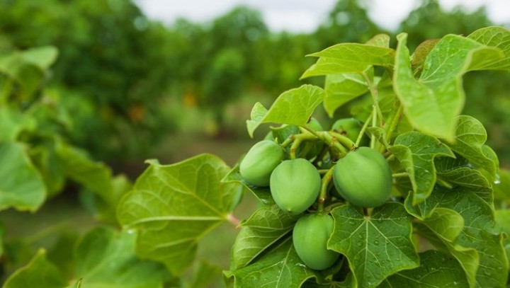 Tak Hanya untuk Pijat, Ini Segudang Manfaat Daun Jarak bagi Kesehatan