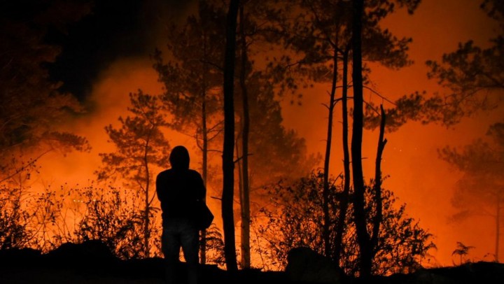Kebakaran hutan. Sumber: detik.com
