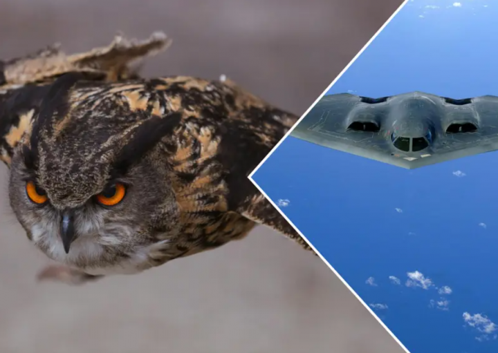 Burung Hantu Menginspirasi Desain Pesawat Masa Depan Karena Meningkatnya Turbulensi 