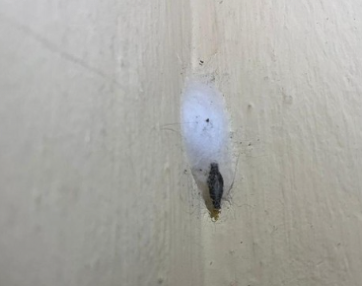 Ternyata Ini Alasan Larva Kamitetep Bikin Gatal-gatal