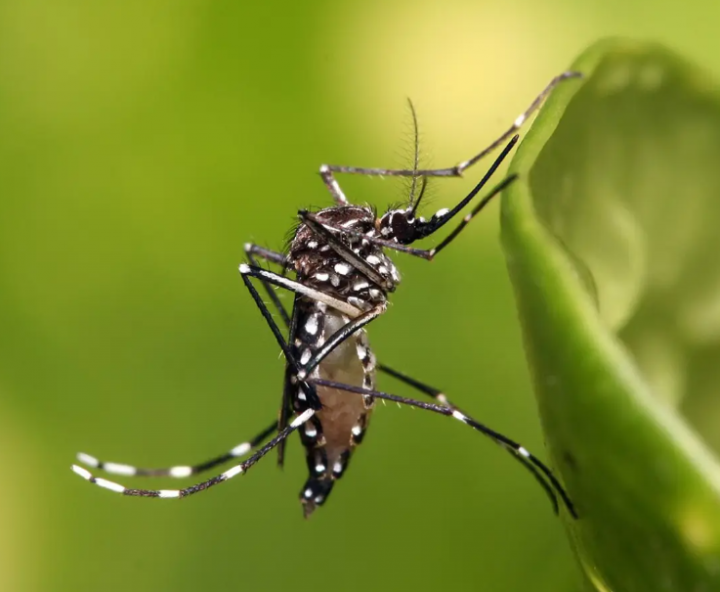 Aedes Aegypti Hingga Anopheles, Inilah Nyamuk Paling Mematikan di Dunia