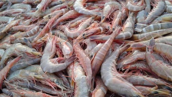 Ini Sumber dan Penyebab Udang Asal Indonesia Ada Zat Radioaktif