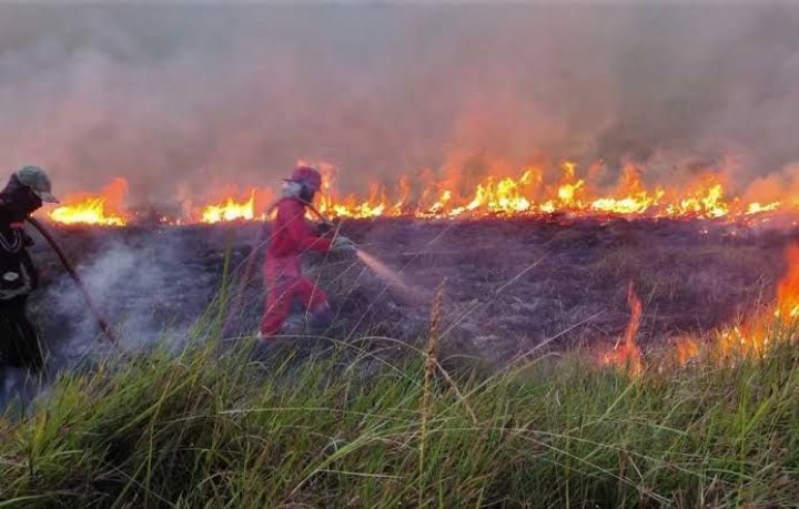 Kebakaran Hutan di Riau: Ancaman Bagi Satwa Liar dan Kualiatas Hidup Masyarakat