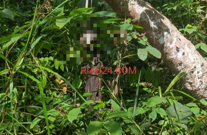 Saat Hendak Meramban Rumput Warga Temukan Sosok Mayat Tergantung di Kebun Karet Desa Wonosari 