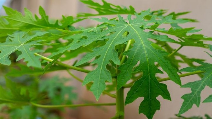 Gak Nyangka! Meski Pahit, Ternyata Ini 5 Manfaat Daun Pepaya