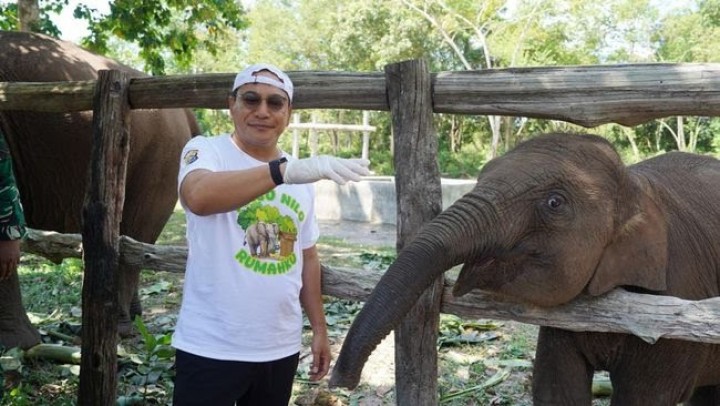 Gajah Sumatera Tari di Tesso Nilo Mati, Kapolda Riau Sampaikan Duka